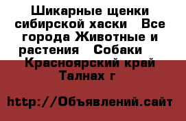 Шикарные щенки сибирской хаски - Все города Животные и растения » Собаки   . Красноярский край,Талнах г.